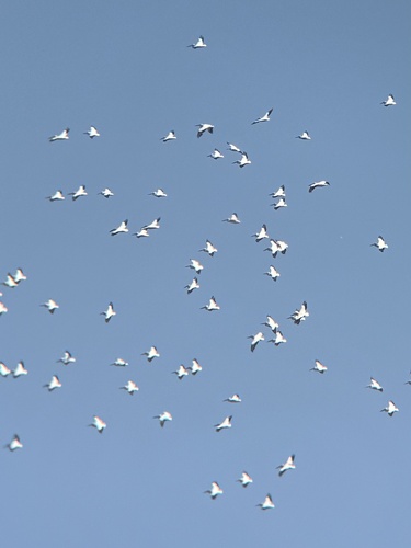 American White Pelican