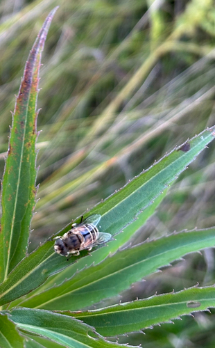 Eurasian Drone Fly