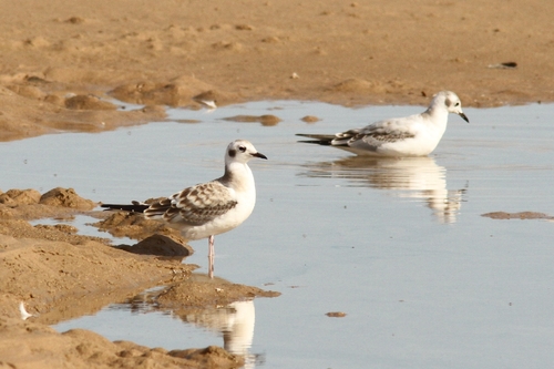 Bonaparte's Gull