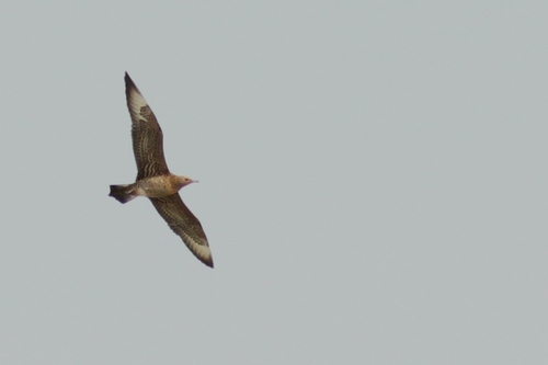 Parasitic Jaeger