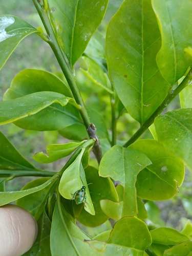 Diabrotica speciosa