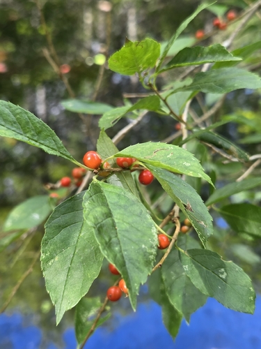 winterberry holly