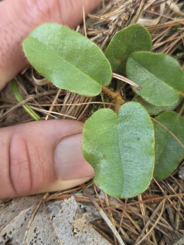 trailing arbutus