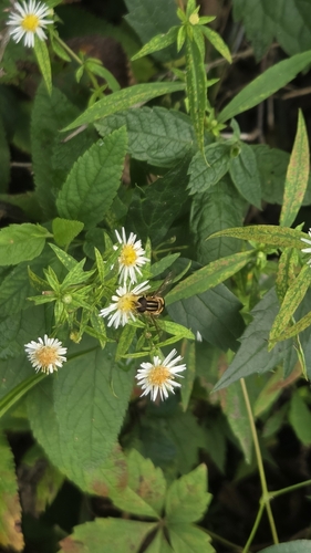 Narrow-headed Marsh Fly