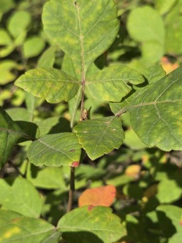 fragrant sumac