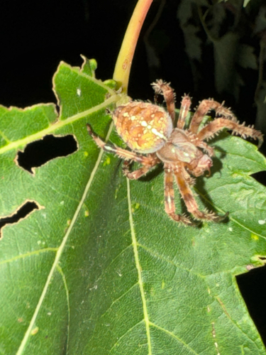 Cross Orbweaver