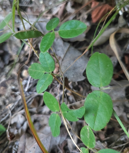 eastern milk-pea