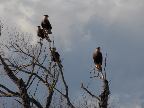 Crested Caracara