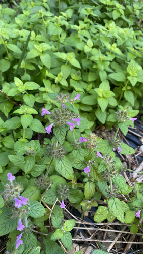 Wild Basil