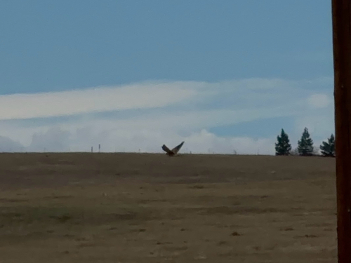 American Kestrel