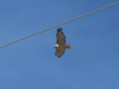 Red-tailed Hawk