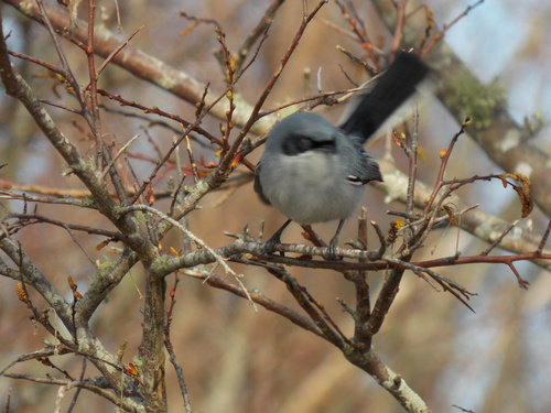 Masked Gnatcatcher