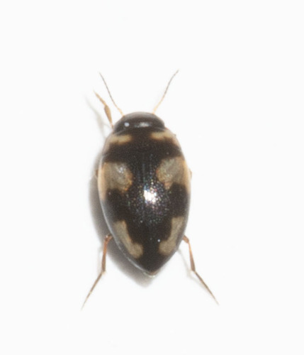 Neoclypeodytes