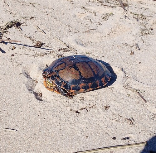 Black-bellied Slider