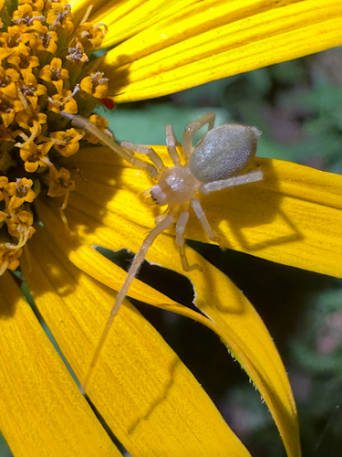 Longlegged Sac Spiders