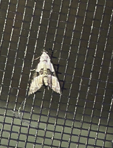 Thin-winged Owlet