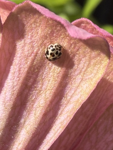 Twenty-spotted Lady Beetle