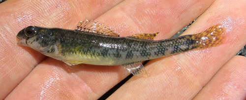 Tallapoosa Darter