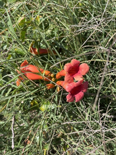 American trumpet vine