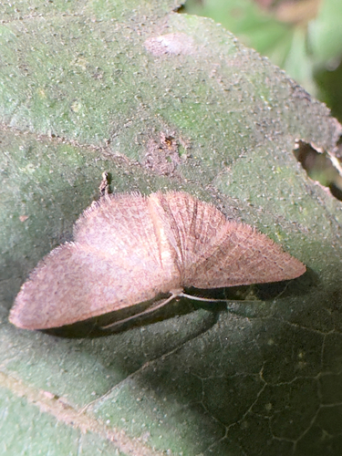 Common Tan Wave