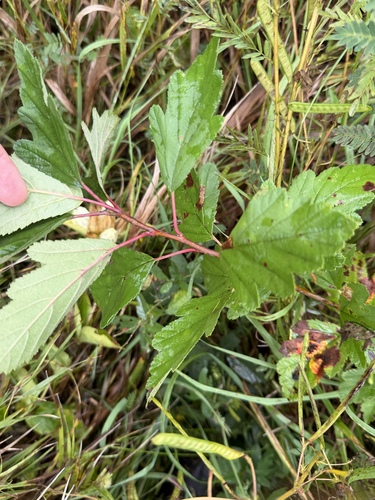 Prairie Crab Apple