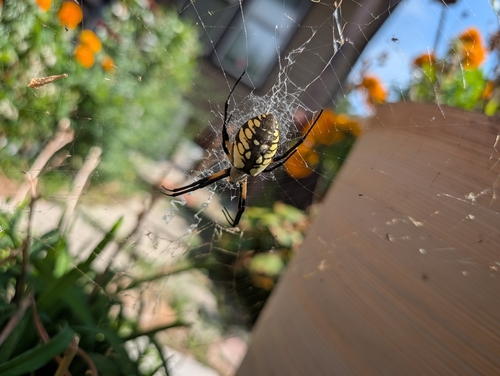 Yellow Garden Spider