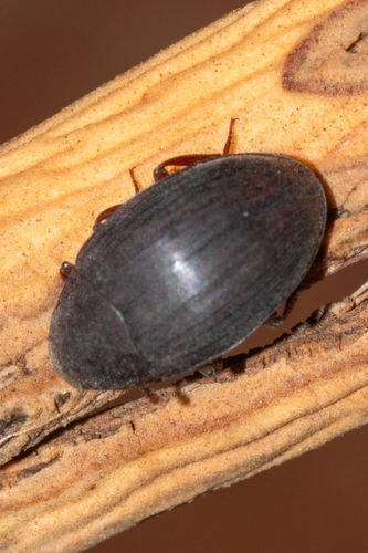 Hyporhagus