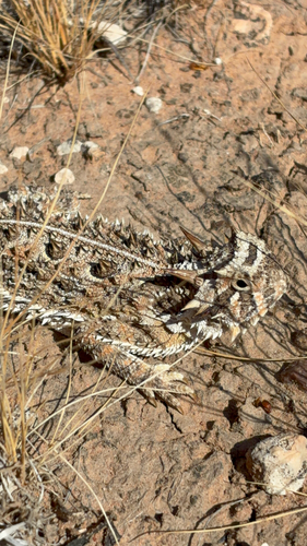 Texas Horned Lizard observed by sarah3278