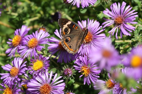 Common Buckeye