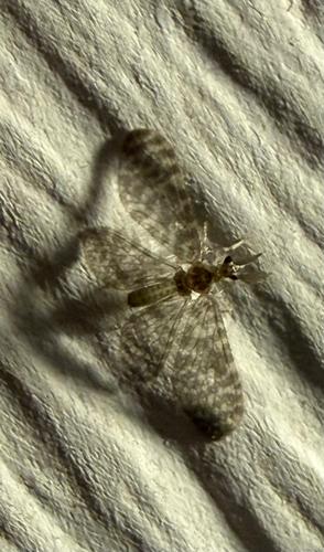 Nallachius americanus