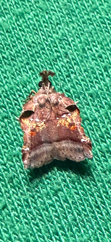 Trumpet Vine Moth