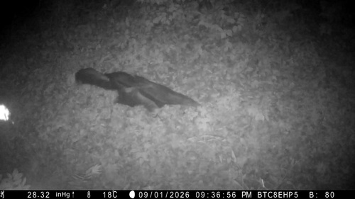 Giant Anteater