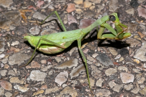 California Mantis