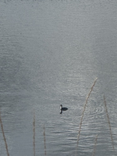 Horned Grebe