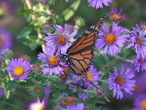 Monarch