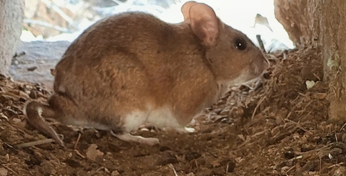 rata magueyera
