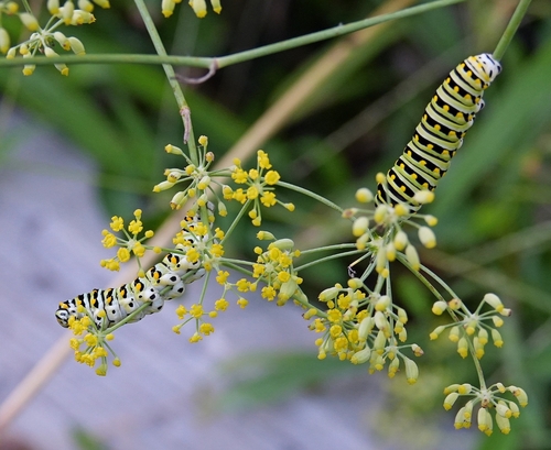 Black Swallowtail