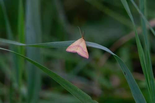 Chickweed Geometer Moth
