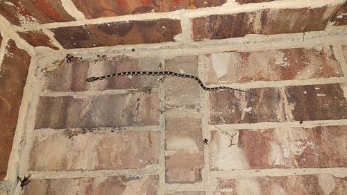 Western Ratsnake