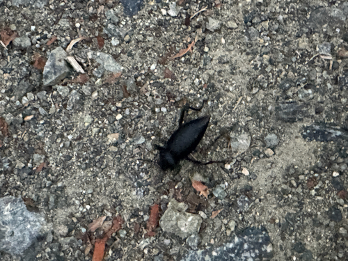 iNaturalist observation photo of Eleodes acuticauda