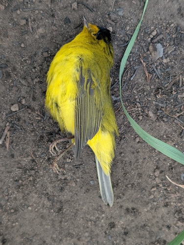 Wilson's Warbler