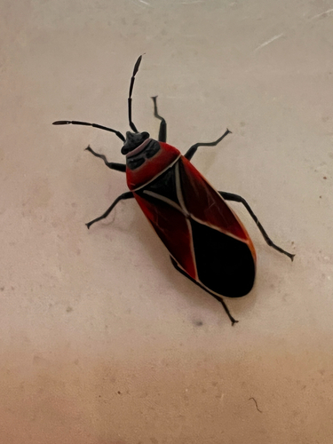 White-crossed Seed Bug