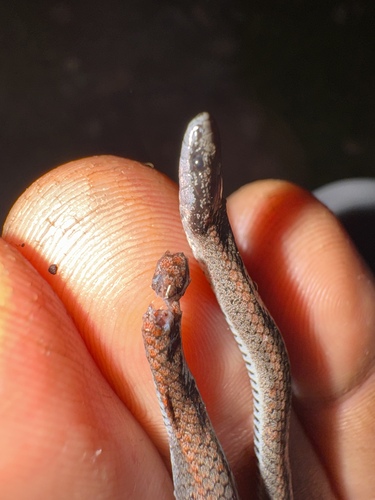 Common Sharp-tailed Snake