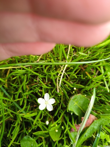 White Purslane