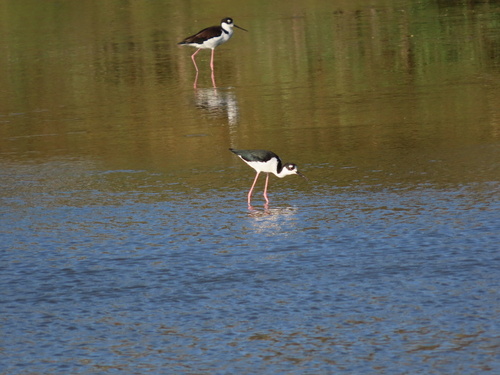 Black-necked Stilt