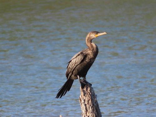 Neotropic Cormorant