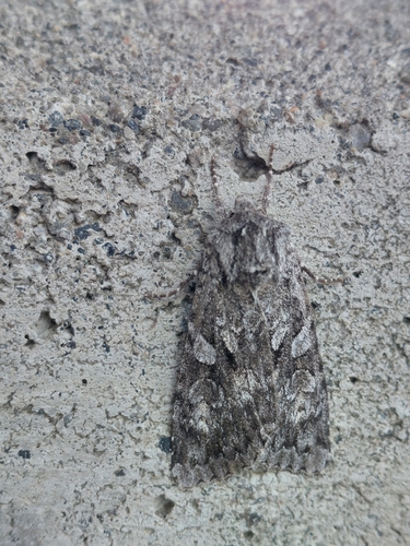 Great Brocade