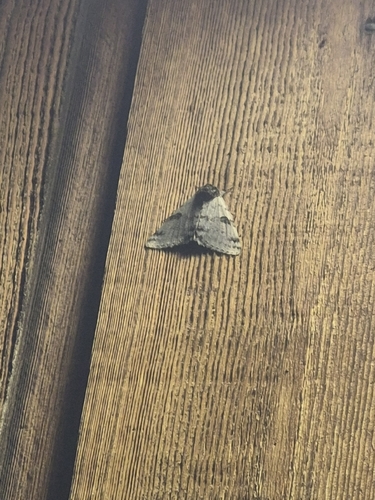 White Underwing