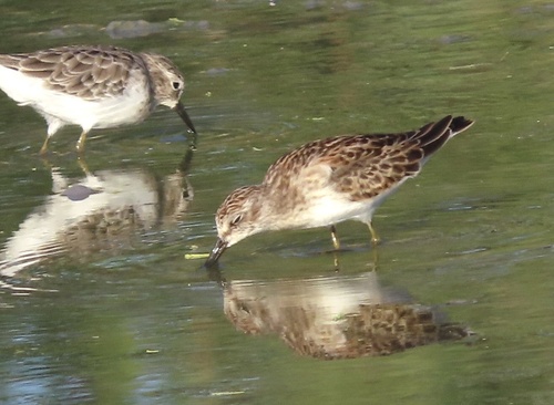 Least Sandpiper