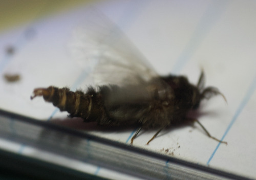 Evergreen Bagworm Moth